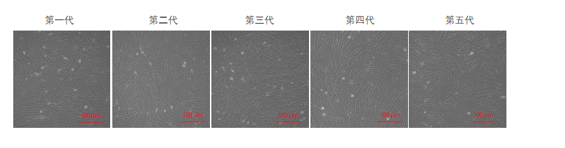 間充質干細胞培養(yǎng)圖